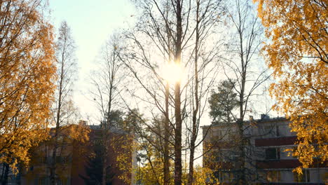 timelapse video of birch trees swaying and dropping leaves in urban environment