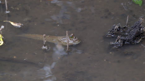 Reserva-De-Humedales-Sungei-Buloh---Una-Pequeña-Papelería-Mudskipper-En-Un-Agua-Turbia---Primer-Plano