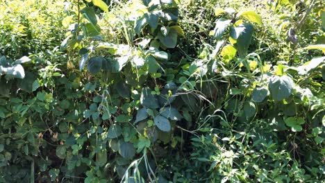 a-bird-in-the-leaves-of-a-jungle-tree