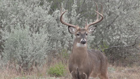 tight-shot-of-huge-whitetail-buck