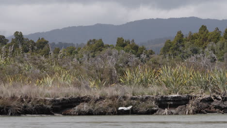 la garza blanca kotuku volando sobre la laguna de okarito en la costa oeste, isla sur, nueva zelanda