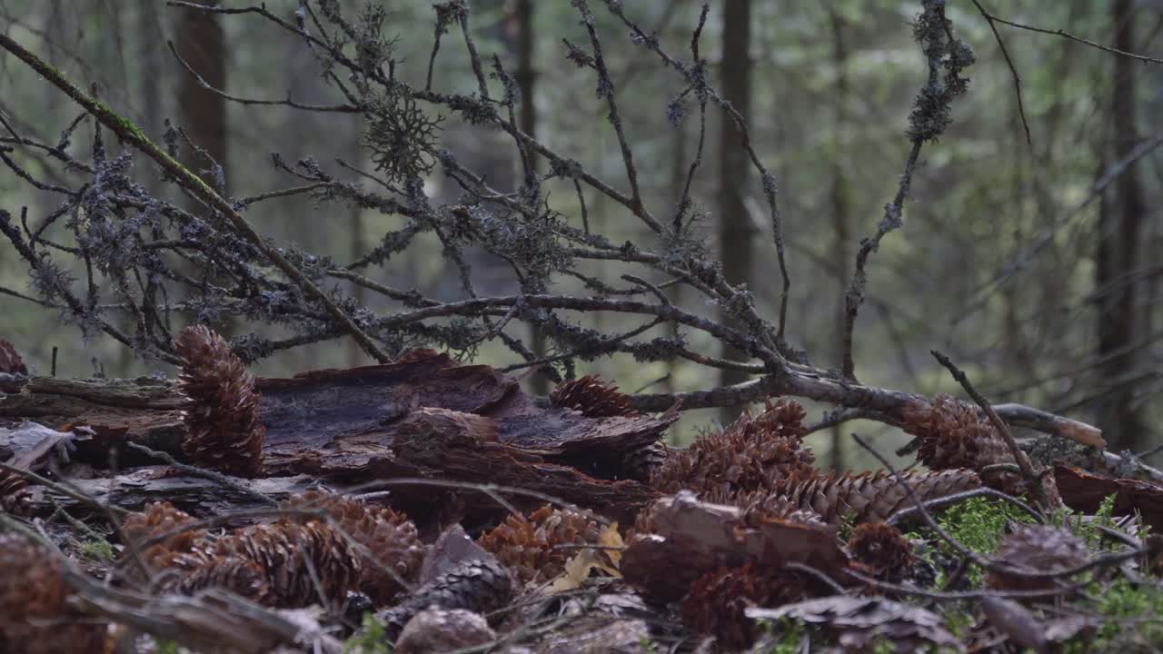 Close Up Of Fallen Pinecones In The Woods. Video Dolly Track Left