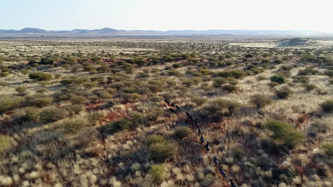 Wildebeest run in slo mo through open tall grass savanna, aerial view