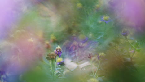 dreamy blurred image with selective focus on withering aster flowers in background, wind moving flowers, purple and green, soft focus