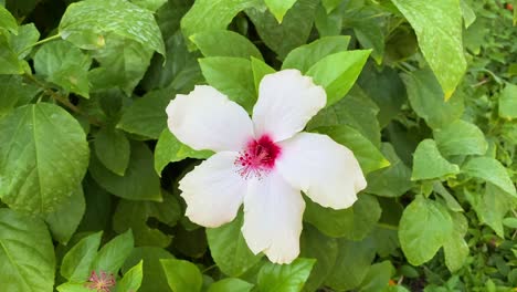 a white hibiscus bush stirring in the wind.  natural background.