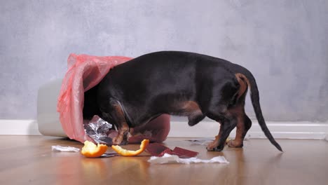un lindo perro dachshund, negro y bronceado, empujado y subido al contenedor de basura en casa. cachorro travieso.