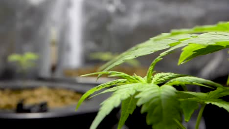 planta de cannabis de cosecha propia con hojas verdes frescas