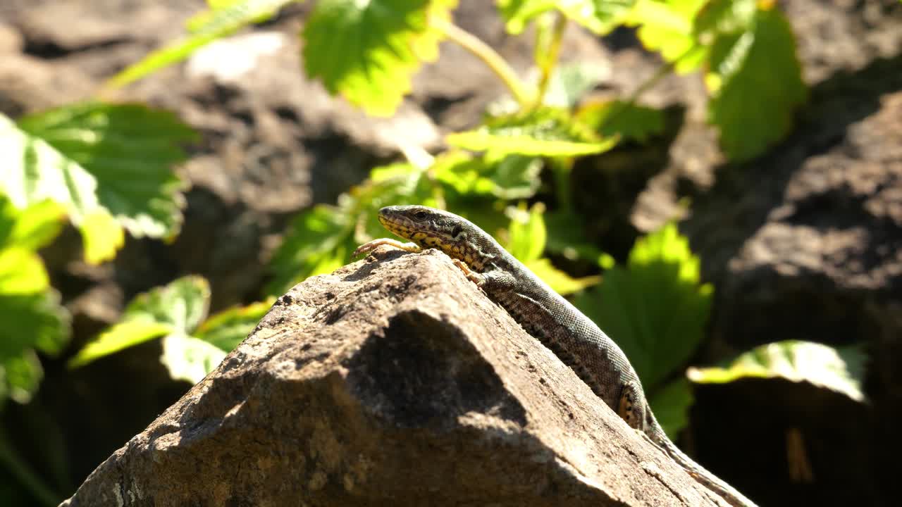 A lizard enjoys the sun on a rocky ledge. It's spring, and the wind blows the leaves in the background. The lizard basks on the hot rock. Shot with depth of field and close-up.