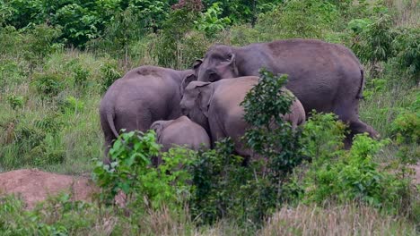 Los-Elefantes-Asiáticos-Son-Especies-En-Peligro-De-Extinción-Y-También-Son-Residentes-De-Tailandia