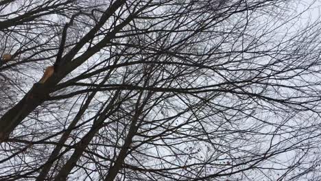 walking on a forest road with trees on focus, winter season