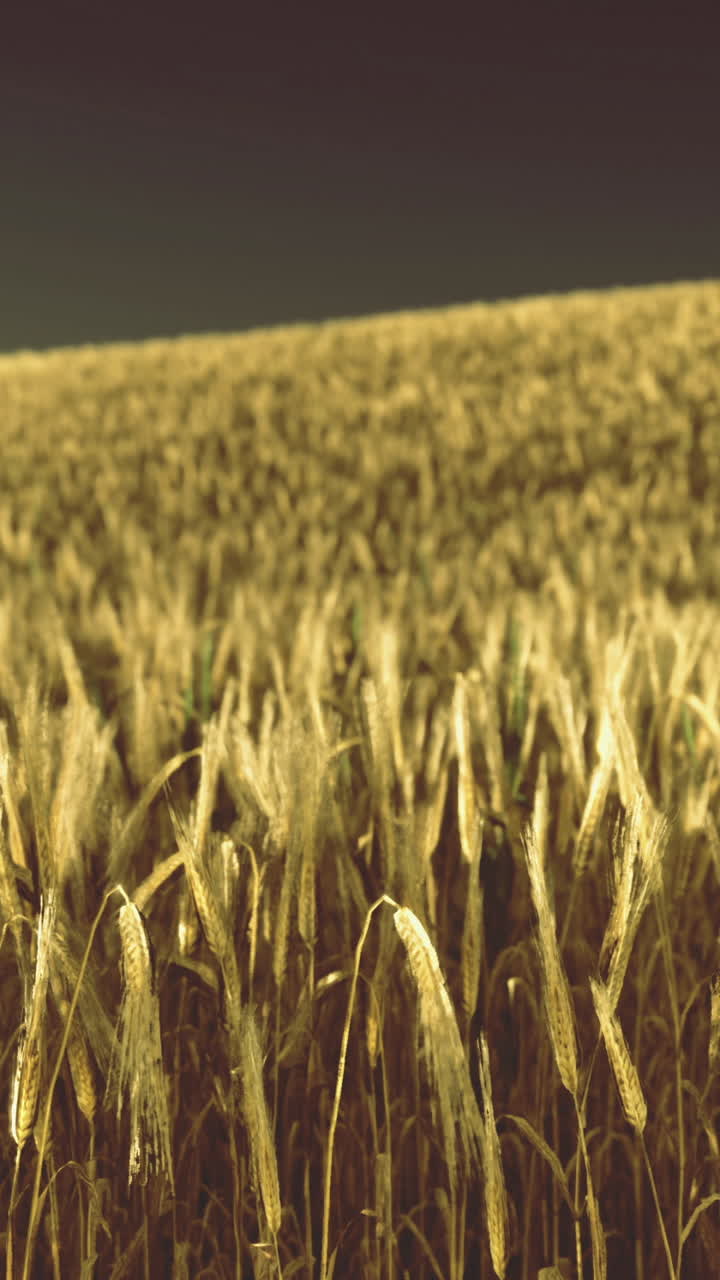 Vasta scena rurale che mostra imponenti steli di grano luccicanti sotto un sole radioso