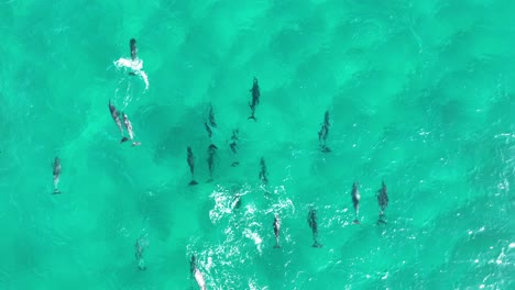 pod of dolphins swimming in large numbers through the blue waters of north stradbroke island