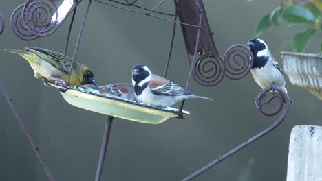 many birds enjoy seeds in a tin bird feeder in a garden, close up