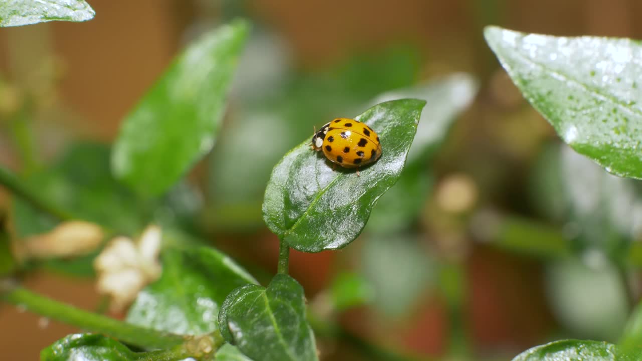 Sustainable Pest Management Concept - Ladybird Beetle on Chili