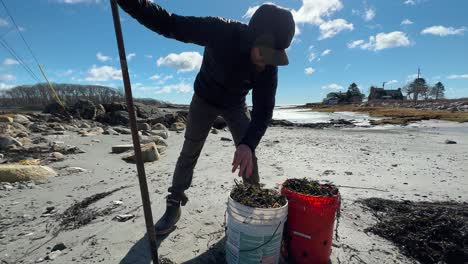 tilting crane shot of man cleaning up beach and harvesting seaweed slow motion