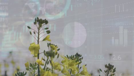 animación del mercado de valores y procesamiento de datos estadísticos sobre campos de flores contra el cielo gris