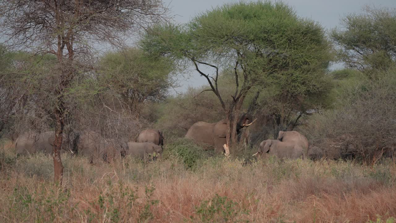 A male African elephant breaking branches from an acacia tree for a herd of females and calves feeding together in Tarangire National Park