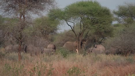 a male african elephant breaking branches from an acacia tree for a herd of females and calves feeding together in tarangire national park