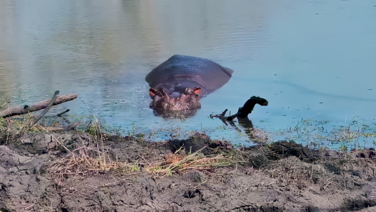 hipopótamo en el agua