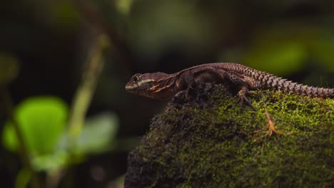 a thornytail lizard lounges on a damp mossy log, enjoying the warm morning air moves his head in peru’s rainforest.