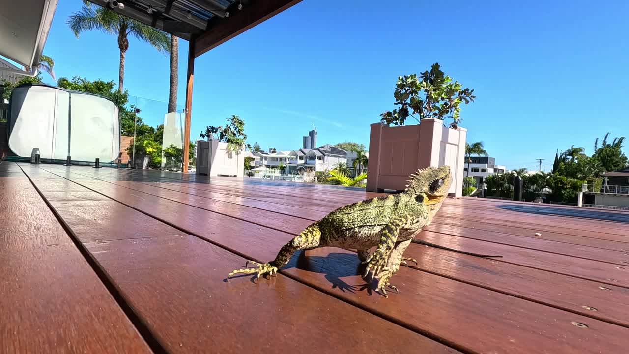lagarto se mueve a través de una cubierta de madera iluminada por el sol