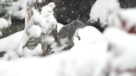 gray squirrel in a snowstorm