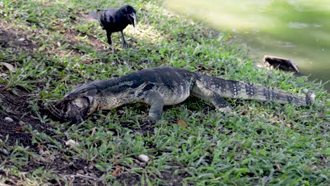 Clouded-Monitor-Lizard-Waran-eating-a-Bird-in-Lumphini-Park,-Bangkok,-Thailand