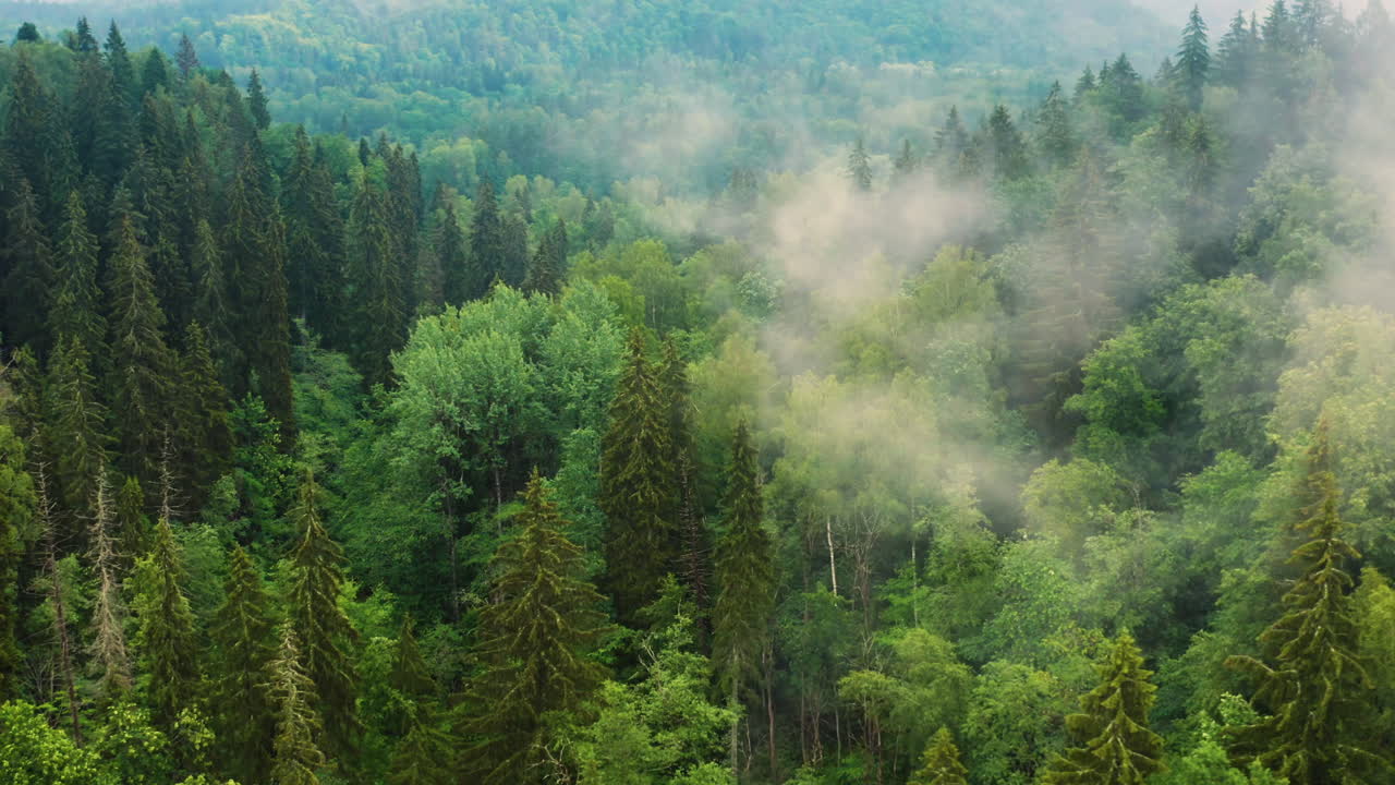 Sorvolando una foresta fitta e abbondante