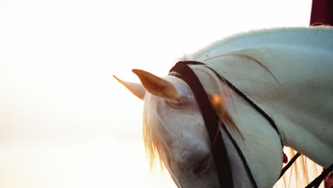 caballo árabe en hora dorada en el desierto de qatar-1