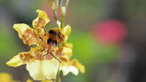 blister beetle on yellow flower