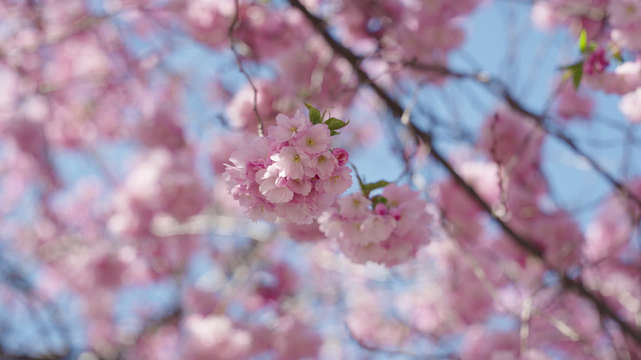 Un primer plano de las flores de cerezo