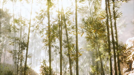 asian-bamboo-forest-with-morning-sunlight