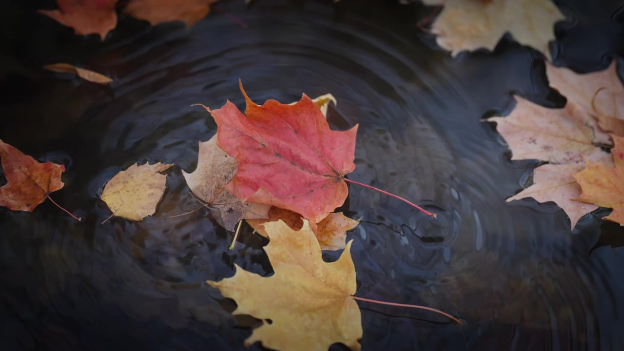 Una foglia d'acero arancione cade dolcemente sulla superficie calma di uno stagno forestale in Ontario. L'impatto crea increspature circolari sull'acqua scura e riflettente