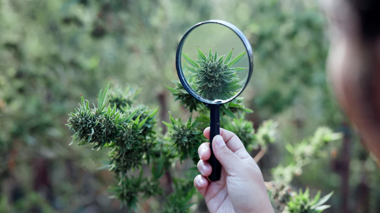 Person inspecting cannabis plant with magnifying glass