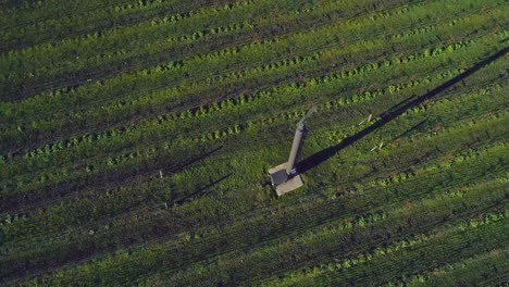 órbita aérea de una turbina solitaria entre el viñedo en el valle de napa