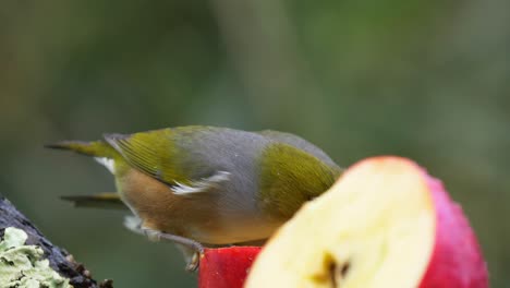 Two-silvereye-birds-also-known-as-Tauhou-feed-on-apples-at-a-garden-feeder-in-New-Zealand-where-they-are-common-native-birds