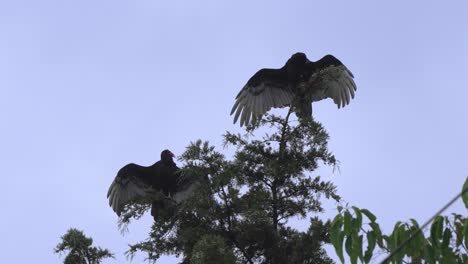 two turkey vultures spreading their wings to dry off after thunderstorm