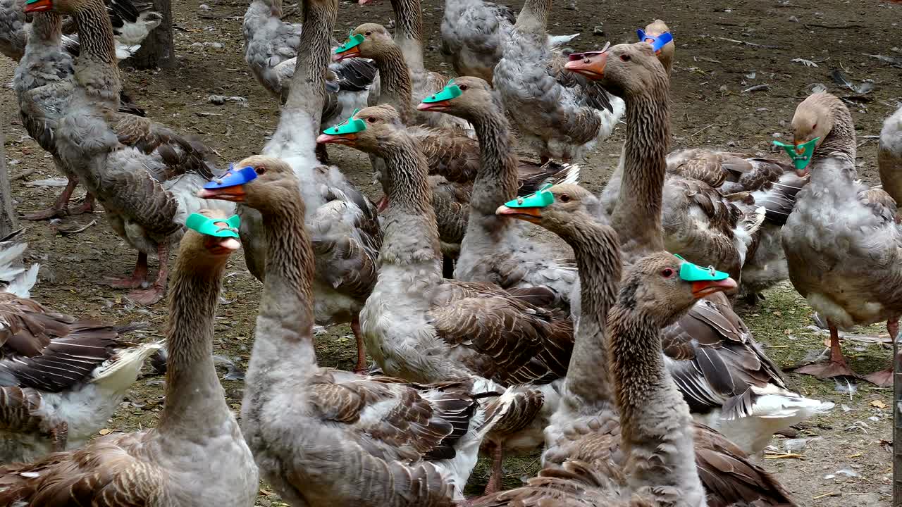 가축 거위 무리