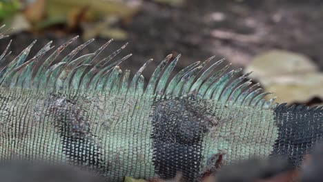 Close-up-of-pointy-spine-of-a-Green-Iguana-showing-the-scales-in-detail,-slowmo