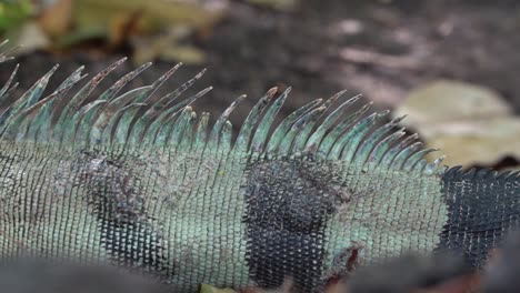 primer plano de la columna vertebral puntiaguda de una iguana verde que muestra las escamas en detalle, en cámara lenta
