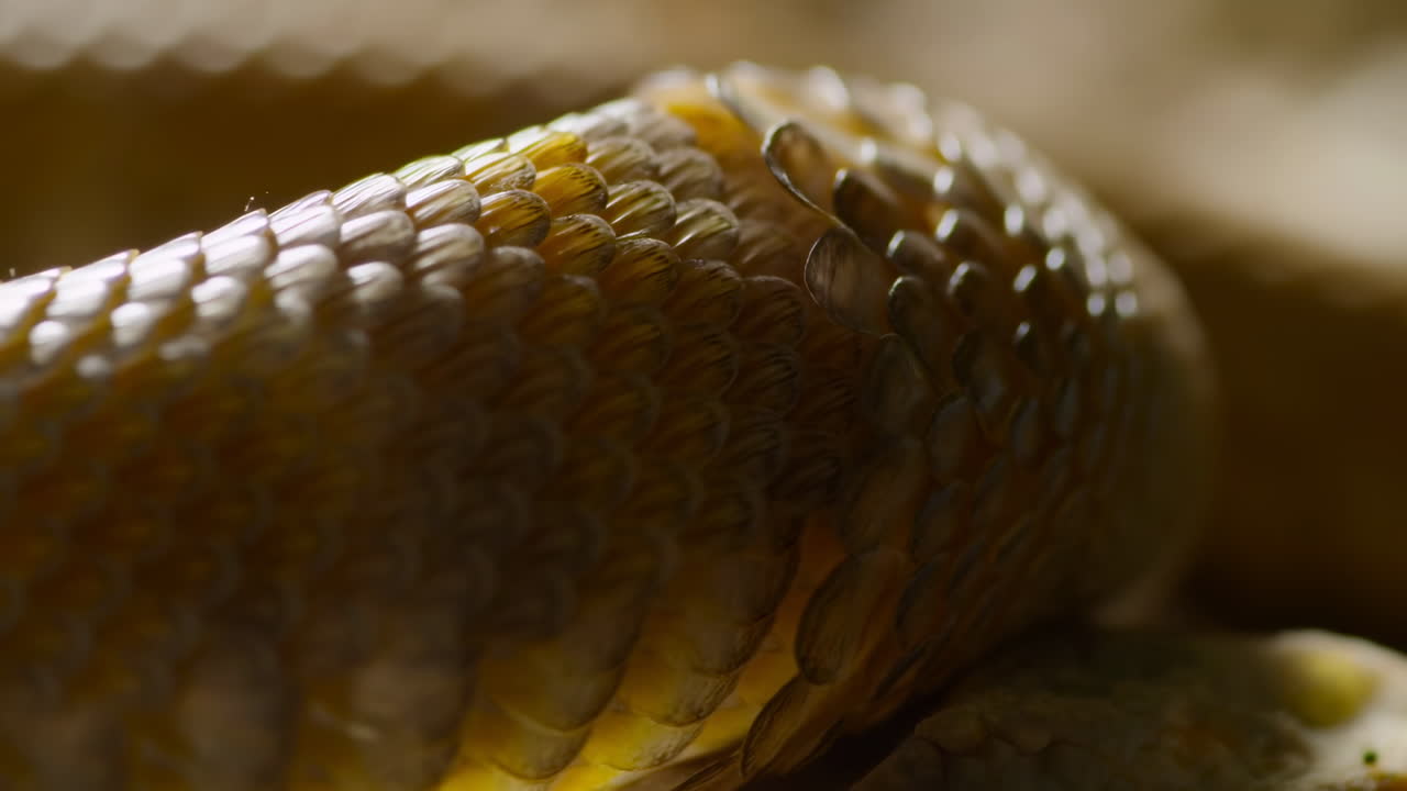 Primo piano di squame di serpente marroni luccicanti, messa a fuoco macro ravvicinata su squame sovrapposte e texturizzate, luce calda e fioca.