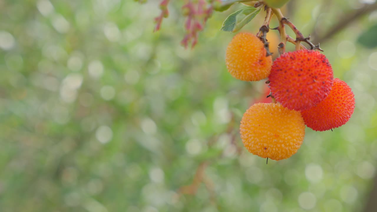 가을 숲, 짐벌 워크