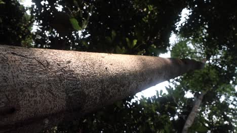 a beautiful tall tree trunk in a jungle