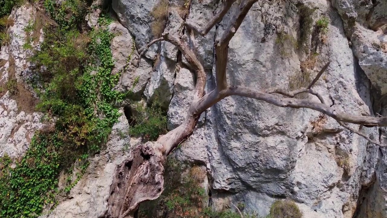 Camera moves upward along gnarled tree against rock at Acheron Gorge in Greece