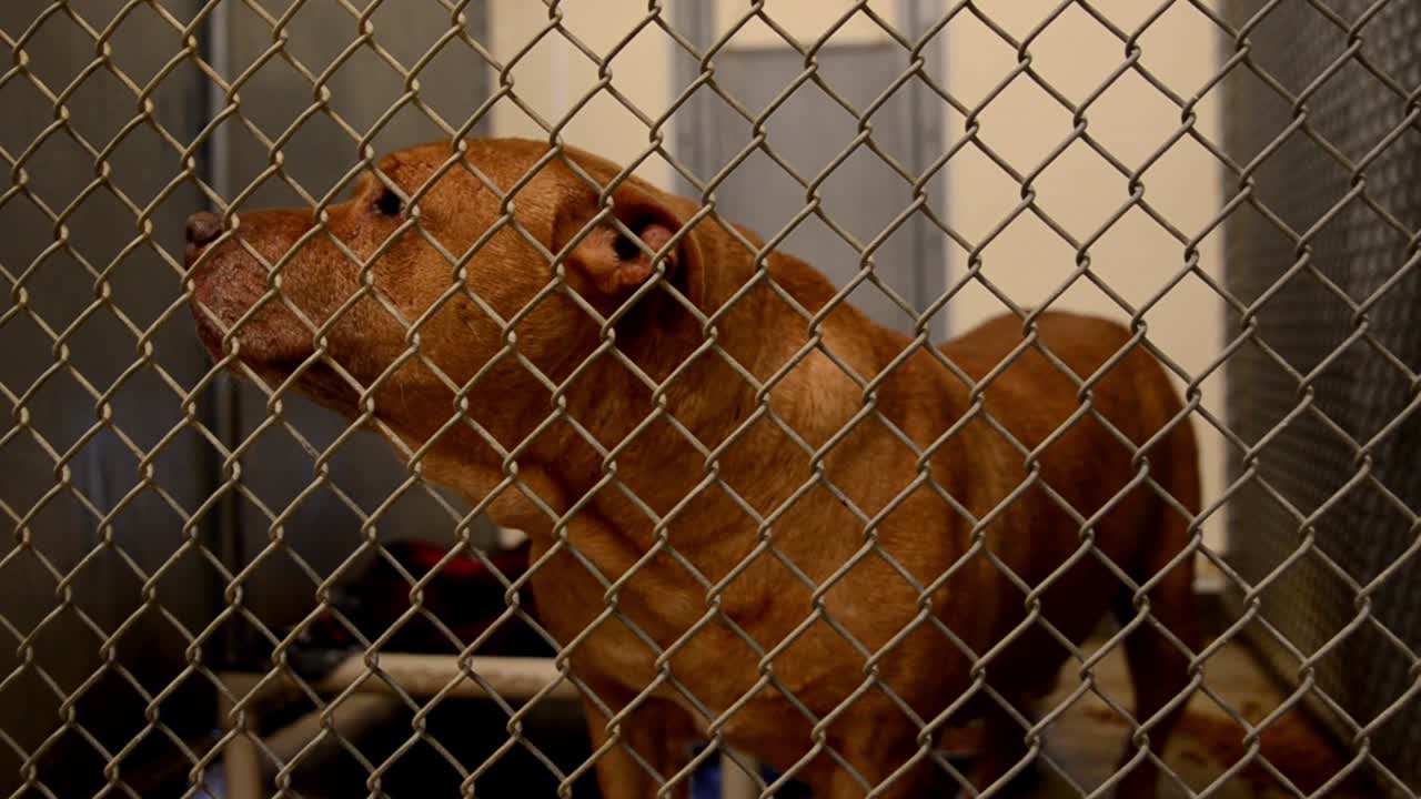 perros que buscan atención detrás de las vallas en sus jaulas y perreras en un centro de control de animales