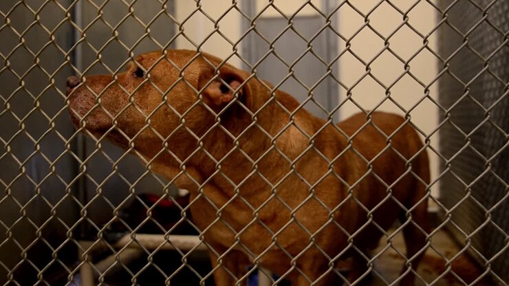 Dogs looking for attention behind the fences in their cages and kennels at an animal control facility