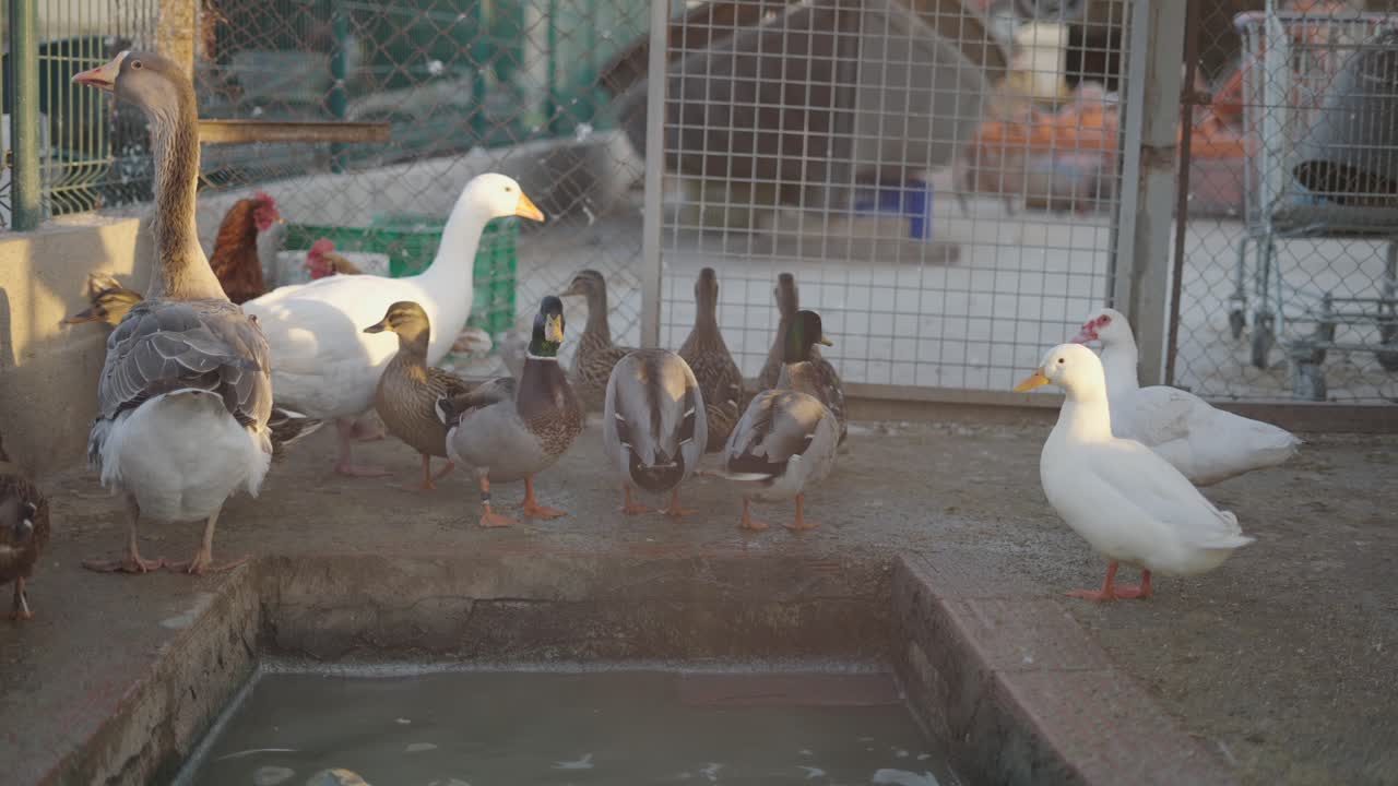Ducks and Geese in a Farm Pen