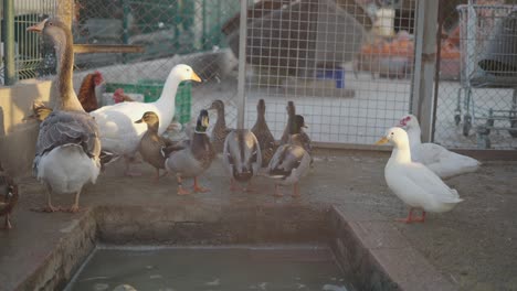 ducks and geese in a farm pen