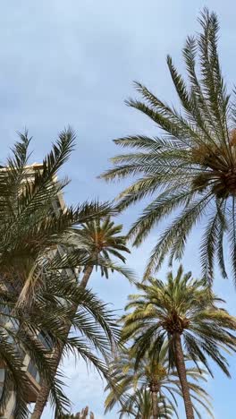 palm trees and building against a blue sky