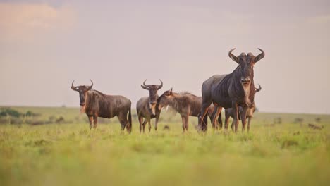 wildebeest herd making alarm call and grazing grass in africa savanna plains landscape scenery, african masai mara safari wildlife animals in maasai mara savannah in kenya